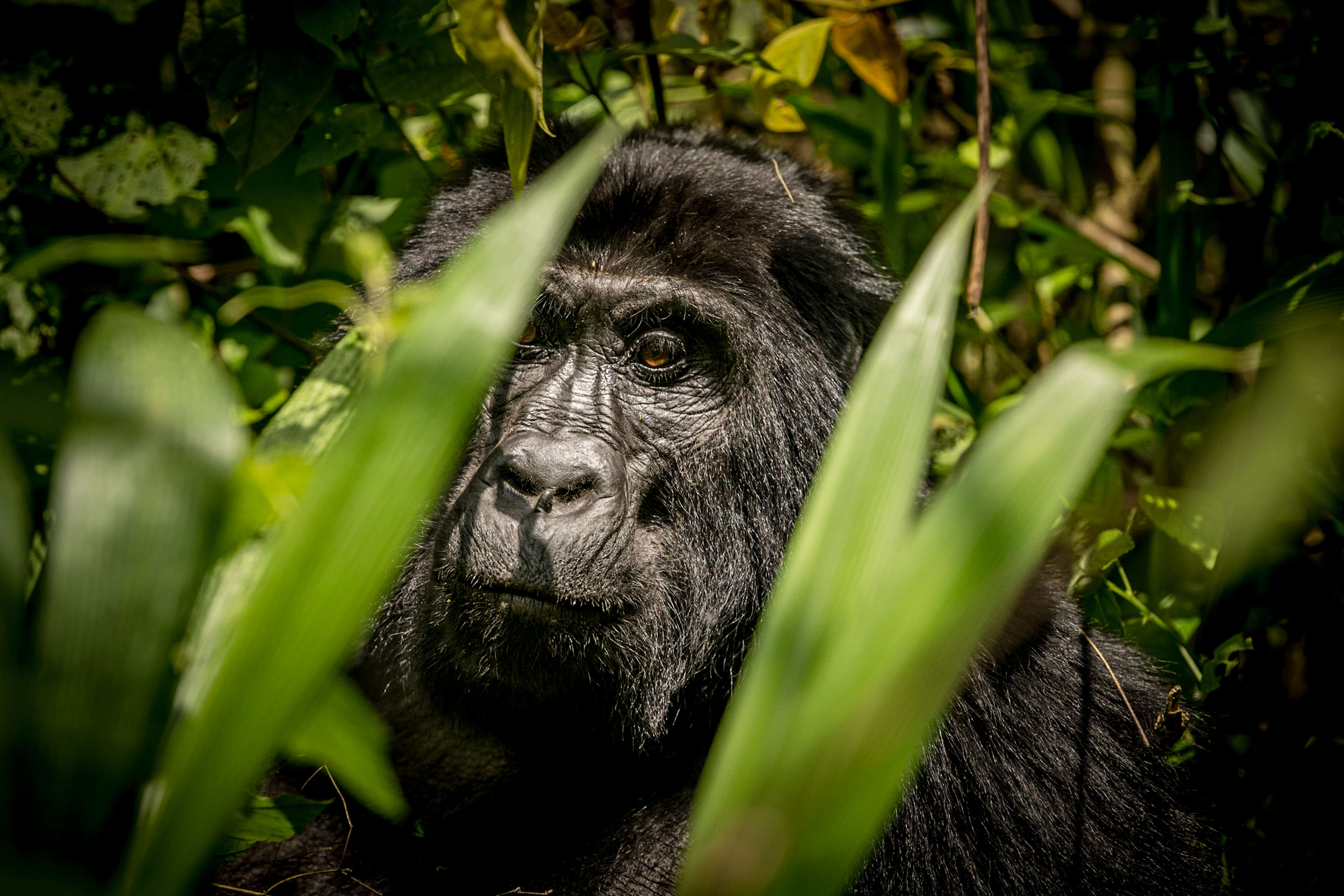 Uganda